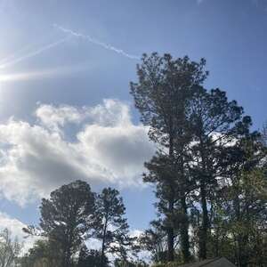 Loblolly pines against blue sky with puffy cloud