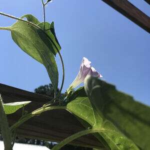 a morning glory vine wrapped around a sunflower stem with one pink bloom